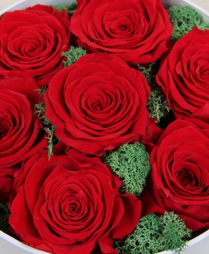 Imaginea produsului 7 Trandafiri Naturali Criogenați