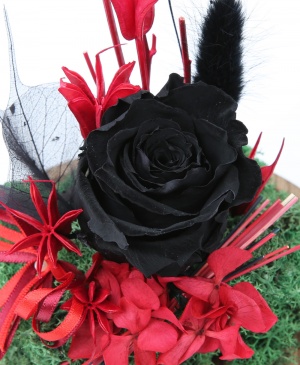 Imaginea produsului Trandafir Negru în Cupolă