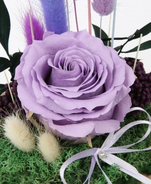 Imaginea produsului Trandafir Violet în Cupolă