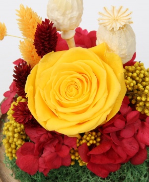 Imaginea produsului Trandafir Galben în Cupolă