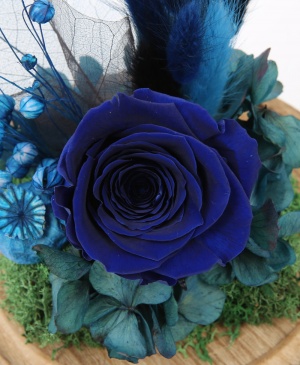 Imaginea produsului Trandafir Albastru în Cupolă