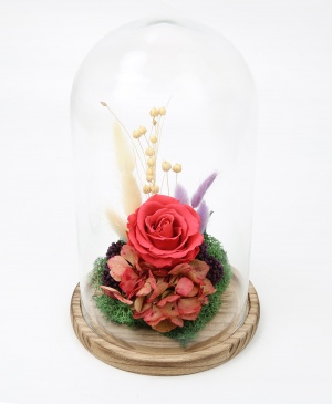 Imaginea produsului Trandafir Cherry în Cupolă Imaginea produsului Trandafir Cherry în Cupolă