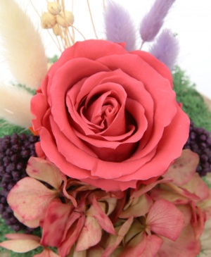 Imaginea produsului Trandafir Cherry în Cupolă