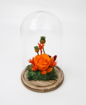 Imaginea produsului Trandafir Portocaliu Aprins în Cupolă Imaginea produsului Trandafir Portocaliu Aprins în Cupolă