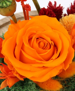 Imaginea produsului Trandafir Portocaliu Aprins în Cupolă