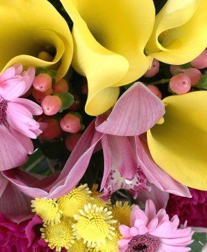 Imaginea produsului Culori Mistuitoare