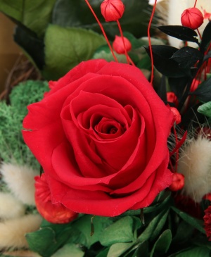 Imaginea produsului Buchet Trandafir Roșu Criogenat