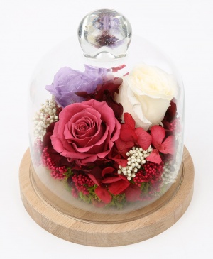 Imaginea produsului Cupola Fermecată Imaginea produsului Cupola Fermecată