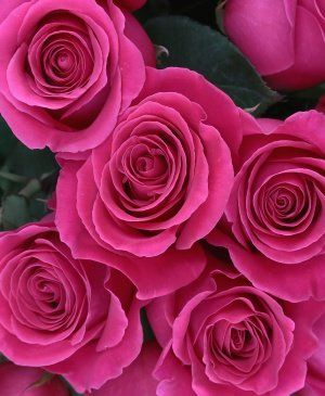 Imaginea produsului 57 De Trandafiri