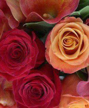 Imaginea produsului Sclipire Eleganță