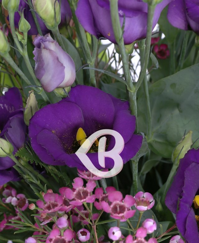 Imaginea produsului Sensibilitate Enigmatică