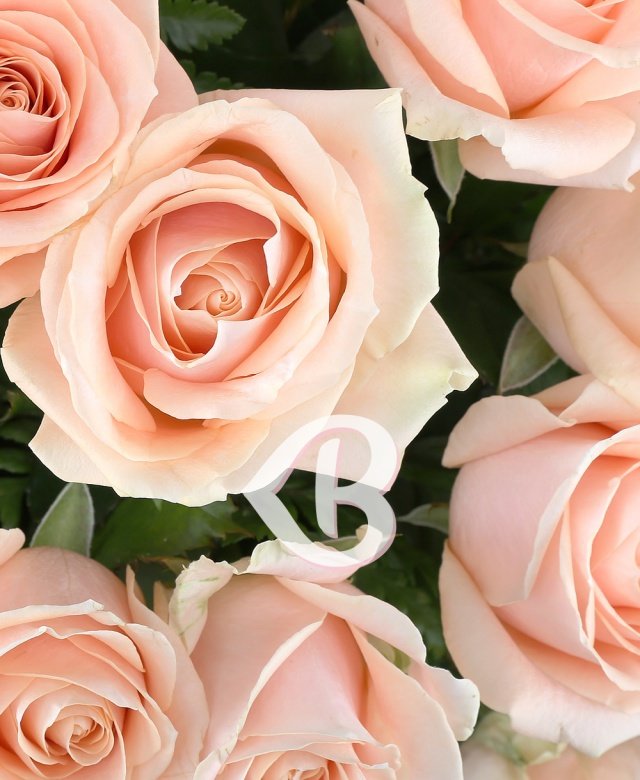 35 trandafiri ivoir
