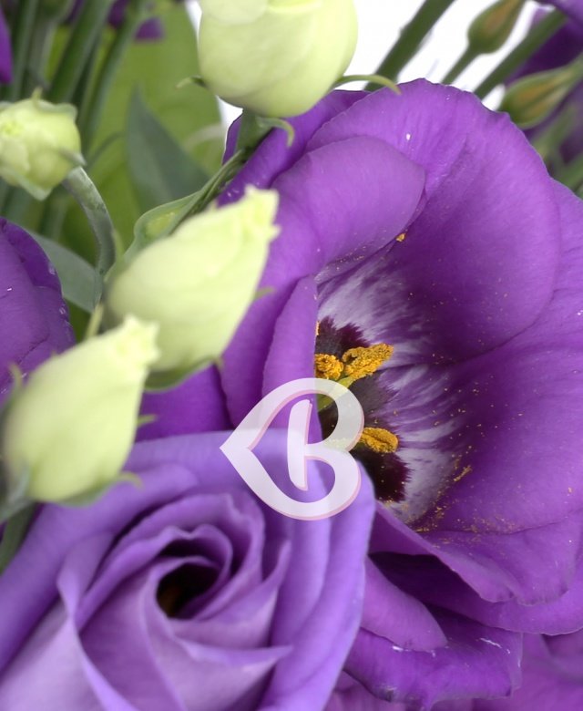 Imaginea produsului Picături De Iubire Mov