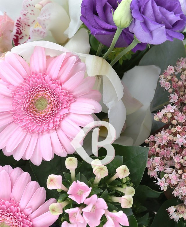 Imaginea produsului Delicatețe Majestuoasă