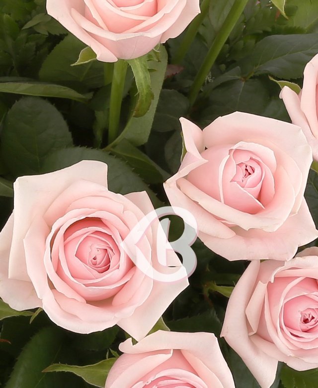 Imaginea produsului Apreciere Infinită