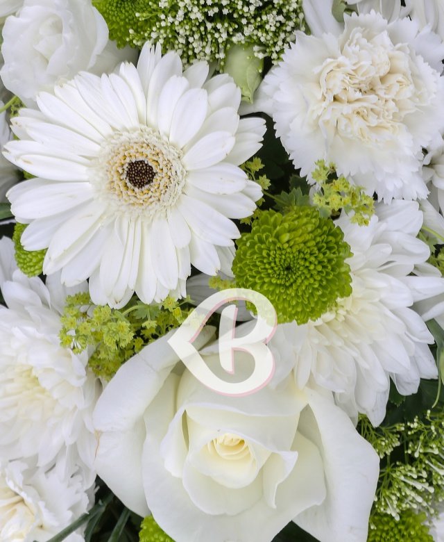 Colac alb multifloral