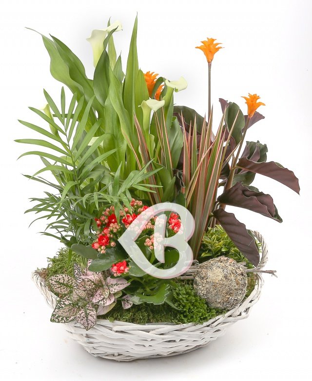 Imaginea produsului Absolut Extravagant