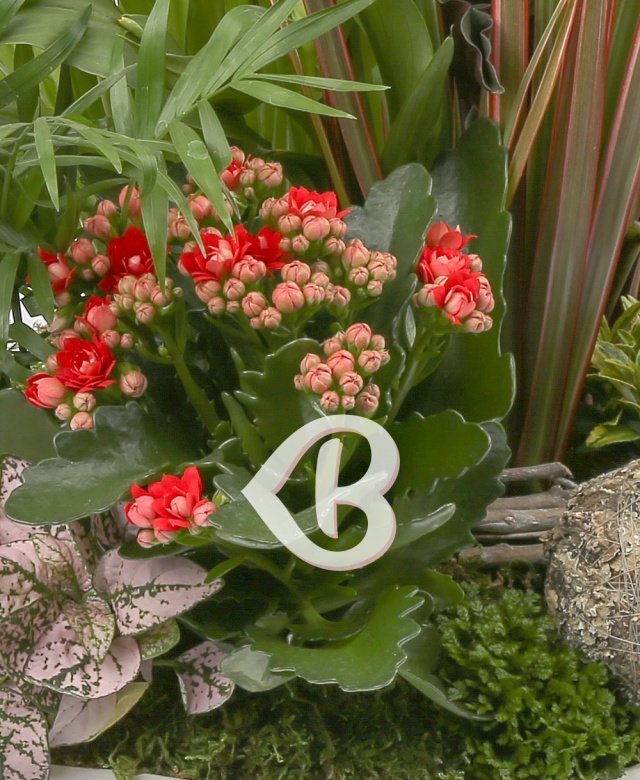 Imaginea produsului Absolut Extravagant