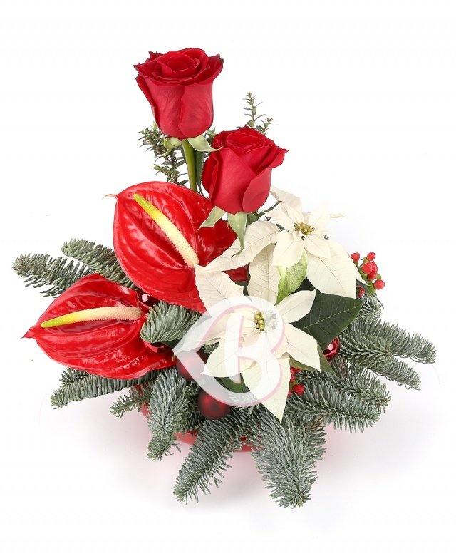 Imaginea produsului Stele Inocente