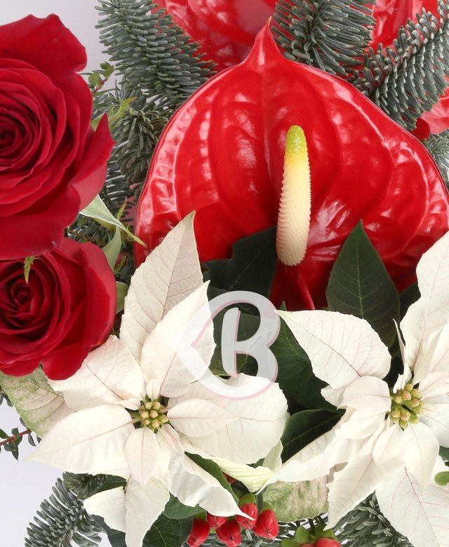 Imaginea produsului Stele Inocente