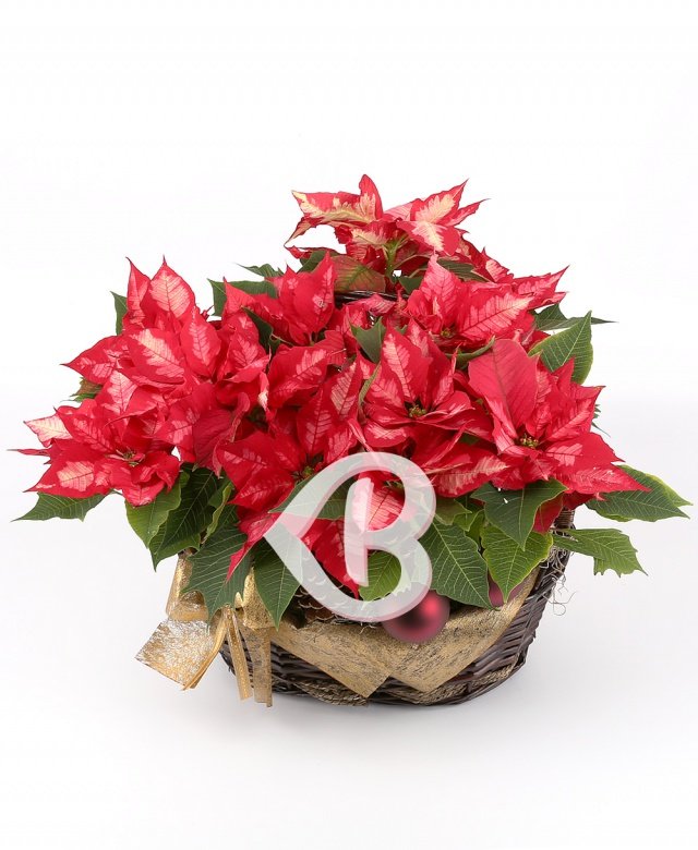 Imaginea produsului Atingerea Bucuriei