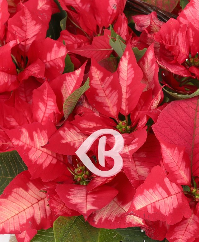 Imaginea produsului Atingerea Bucuriei