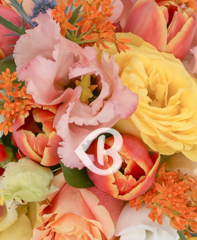 Imaginea produsului Lumină Splendidă