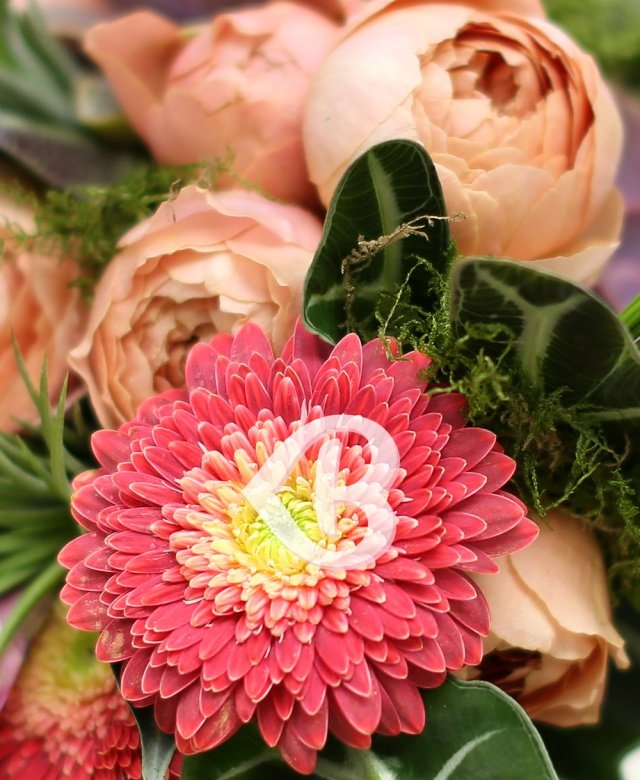 Imaginea produsului Eleganță Excepțională