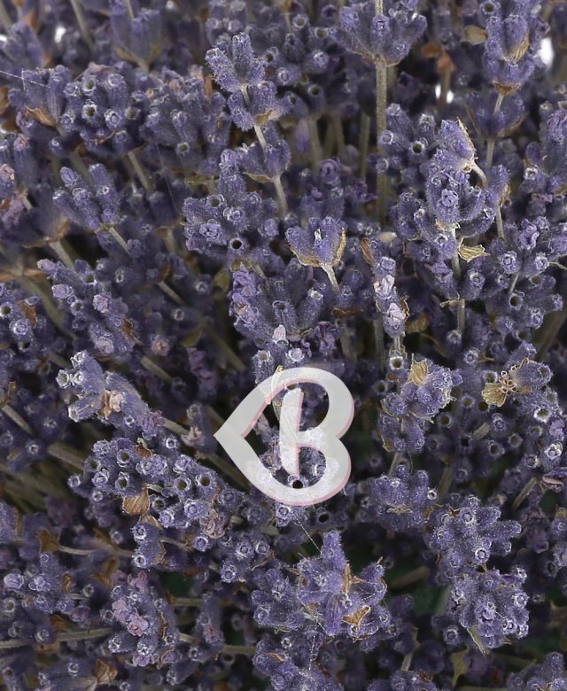 Imaginea produsului Roi De Stele