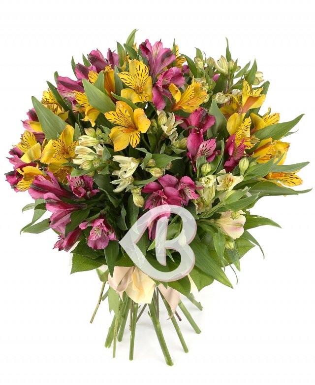 Alstroemeria multicoloră
