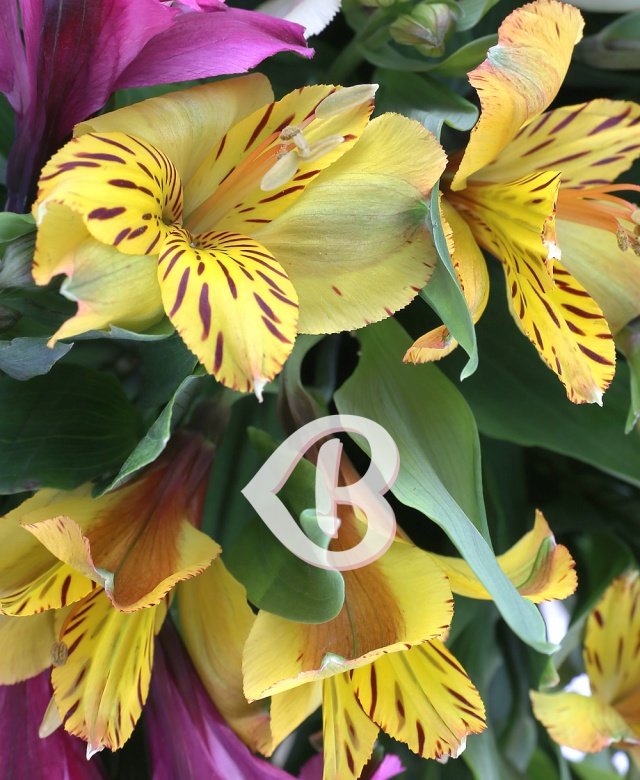 Alstroemeria multicoloră
