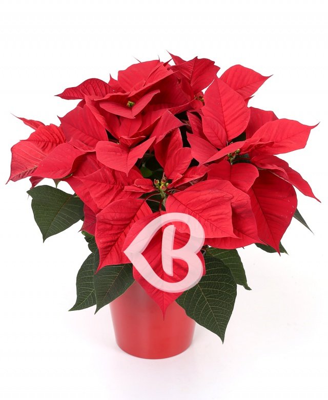 Imaginea produsului Poinsettia