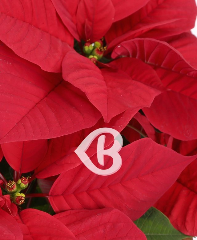 Imaginea produsului Poinsettia