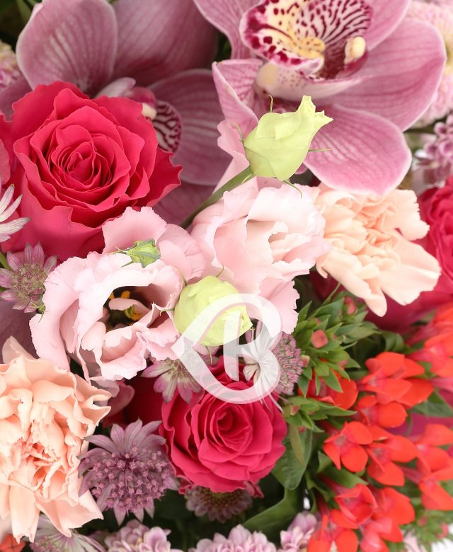 Imaginea produsului Adorație Covârșitoare