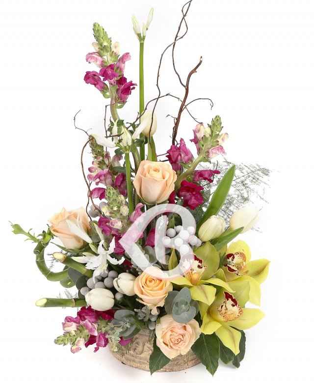 Imaginea produsului Tumult Triumfător