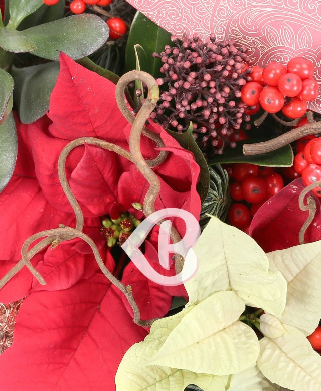 Imaginea produsului Surprize De Poveste