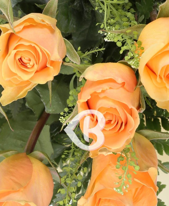 Imaginea produsului Inocența Iubirii