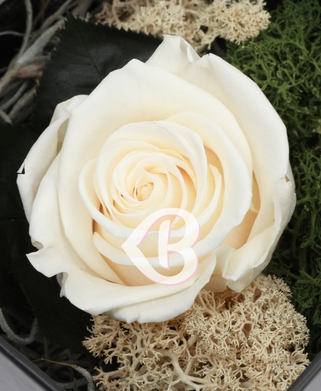 Imaginea produsului Trandafir Alb Criogenat în Cutie Surpriză