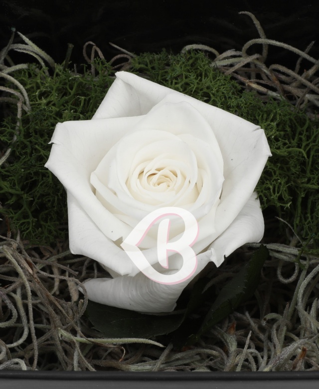 Imaginea produsului Trandafir Imaculat Criogenat în Cutie Surpriză