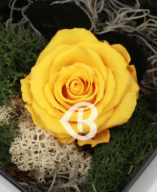 Imaginea produsului Trandafir Galben Aprins Criogenat în Cutie Surpriză