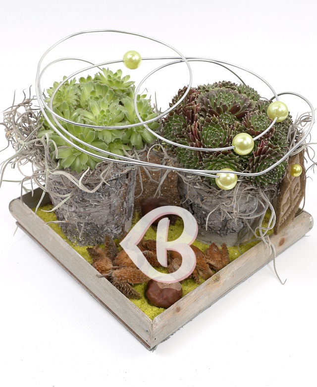 Imaginea produsului Plante Nr.15