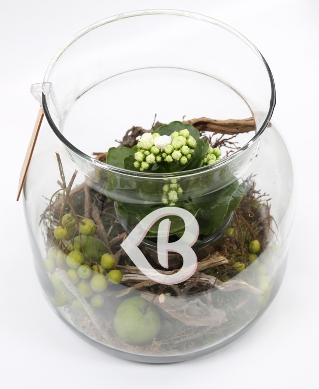 Imaginea produsului Plante Nr.13