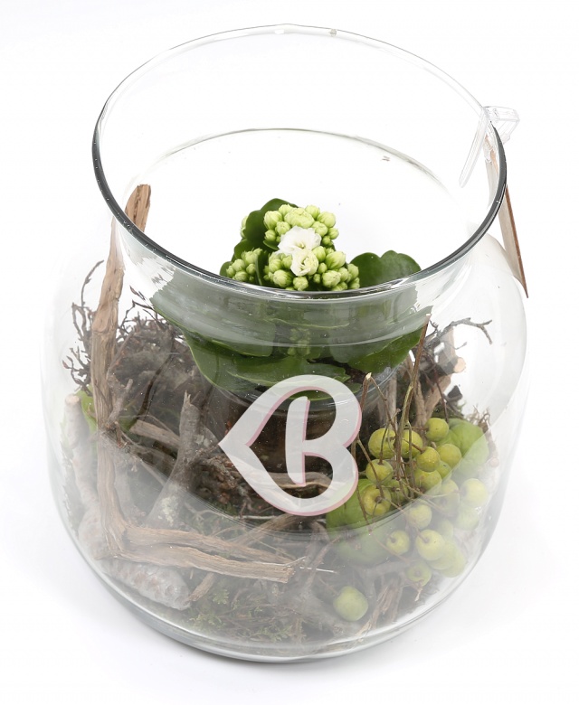 Imaginea produsului Plante Nr.13