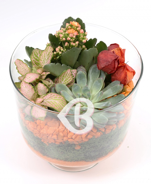 Imaginea produsului Aranjament Plante 10