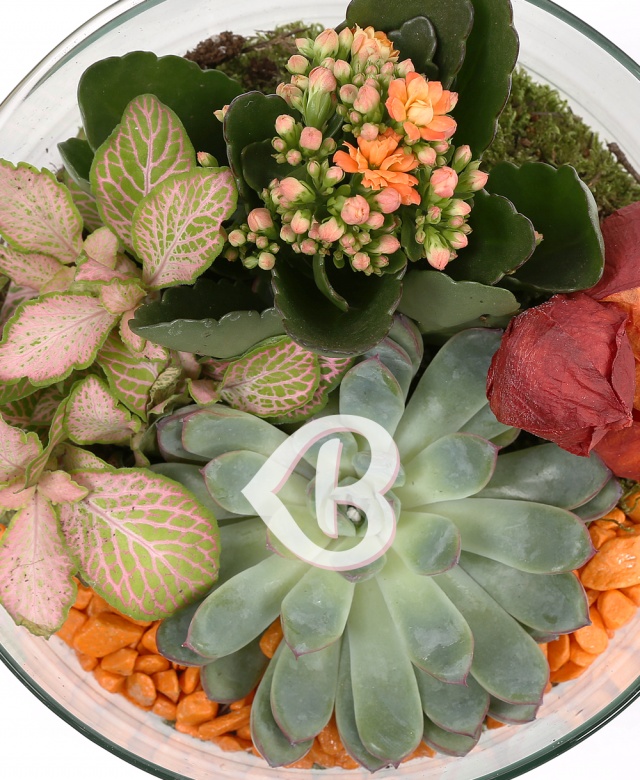 Imaginea produsului Aranjament Plante 10