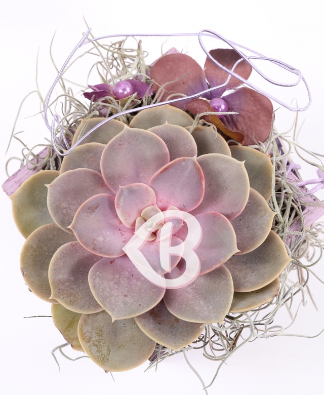 Imaginea produsului Plante Nr.5