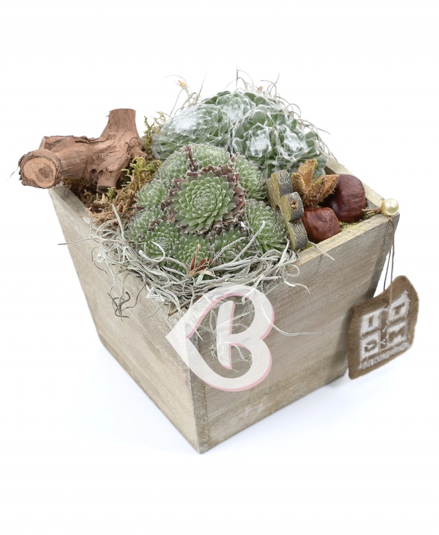 Imaginea produsului Plante Nr.4