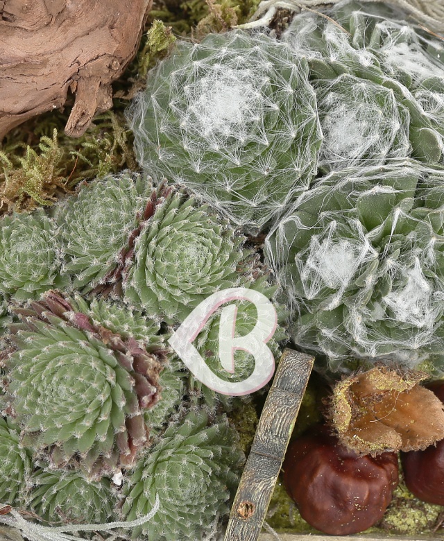 Imaginea produsului Plante Nr.4