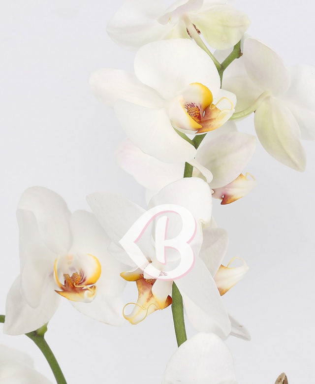 Imaginea produsului Elocvență Unică