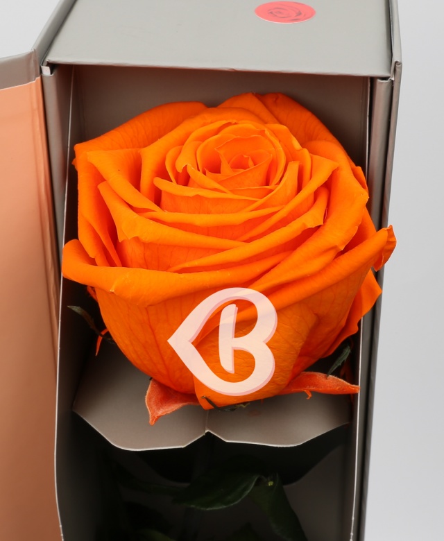 Imaginea produsului Trandafir Portocaliu Criogenat